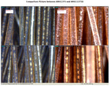 Dino-Lite Digital Microscope - AM4113T5X